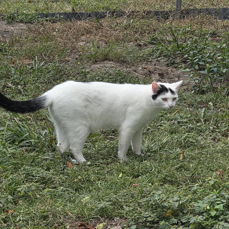 Major Meow thumbnail 2