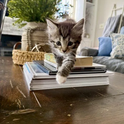 A baby small-sized female Tabby (Brown / Chocolate) Domestic Medium Hair cat named Slushie for adoption in Seven Valleys, PA