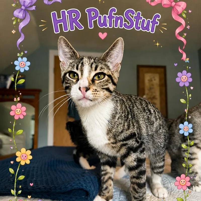 A baby small-sized male Brown / Chocolate Domestic Short Hair cat named HR PufnStuf for adoption in Roselle, IL