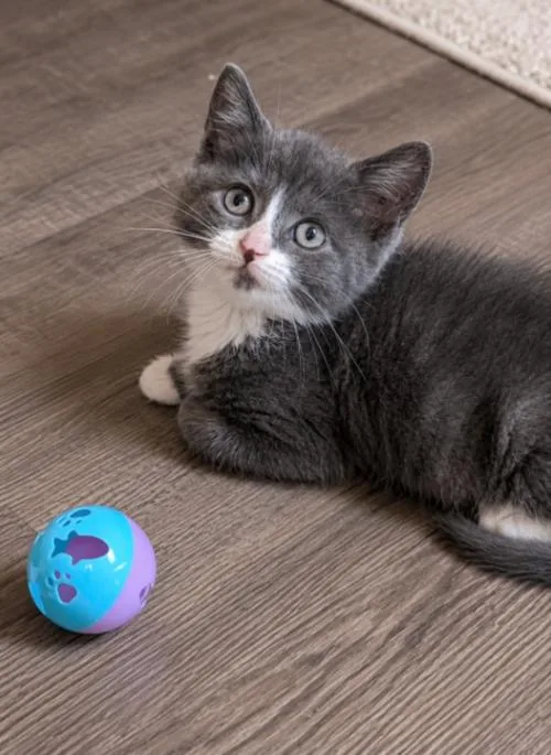 A young medium-sized male Gray / Blue / Silver Domestic Short Hair cat named Clove for adoption in North Babylon, NY