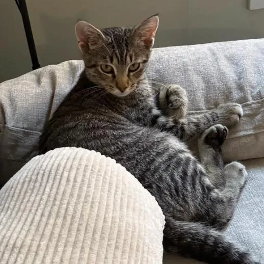 A baby small-sized male Brown / Chocolate Domestic Short Hair cat named Jonathan Bailey for adoption in Evanston, IL
