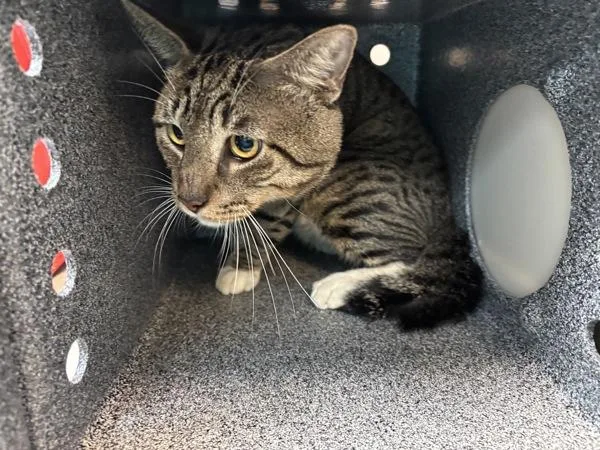 An adult large-sized male Domestic Short Hair cat named Roam for adoption in New York, NY