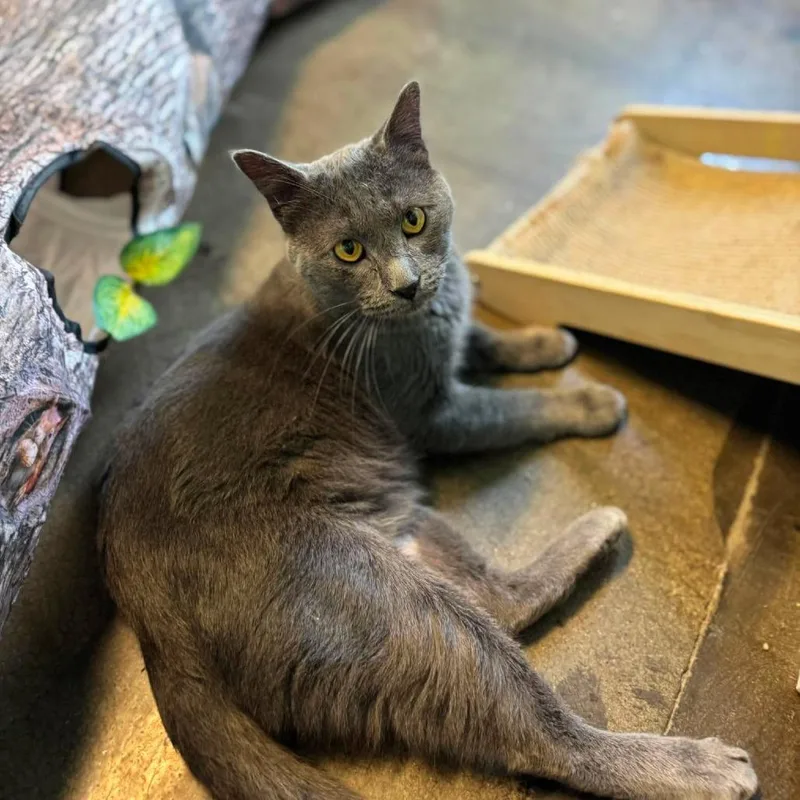 An adult large-sized male Gray / Blue / Silver Domestic Short Hair cat named Jake for adoption in Edwardsville, IL