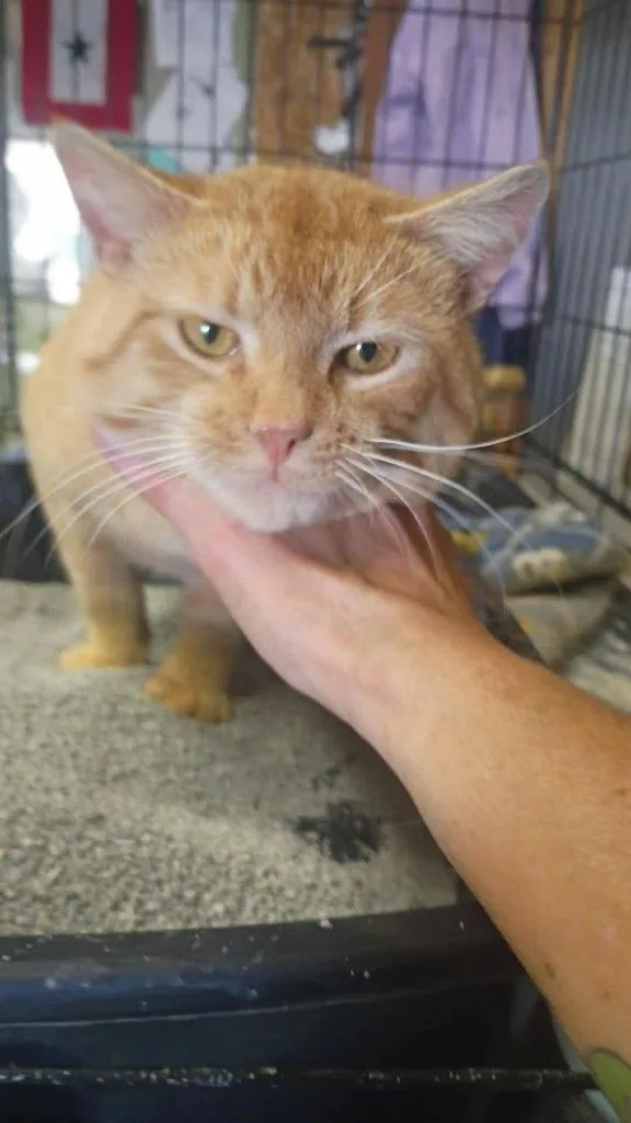 An adult medium-sized male Domestic Short Hair cat named Morris for adoption in Cloquet, MN