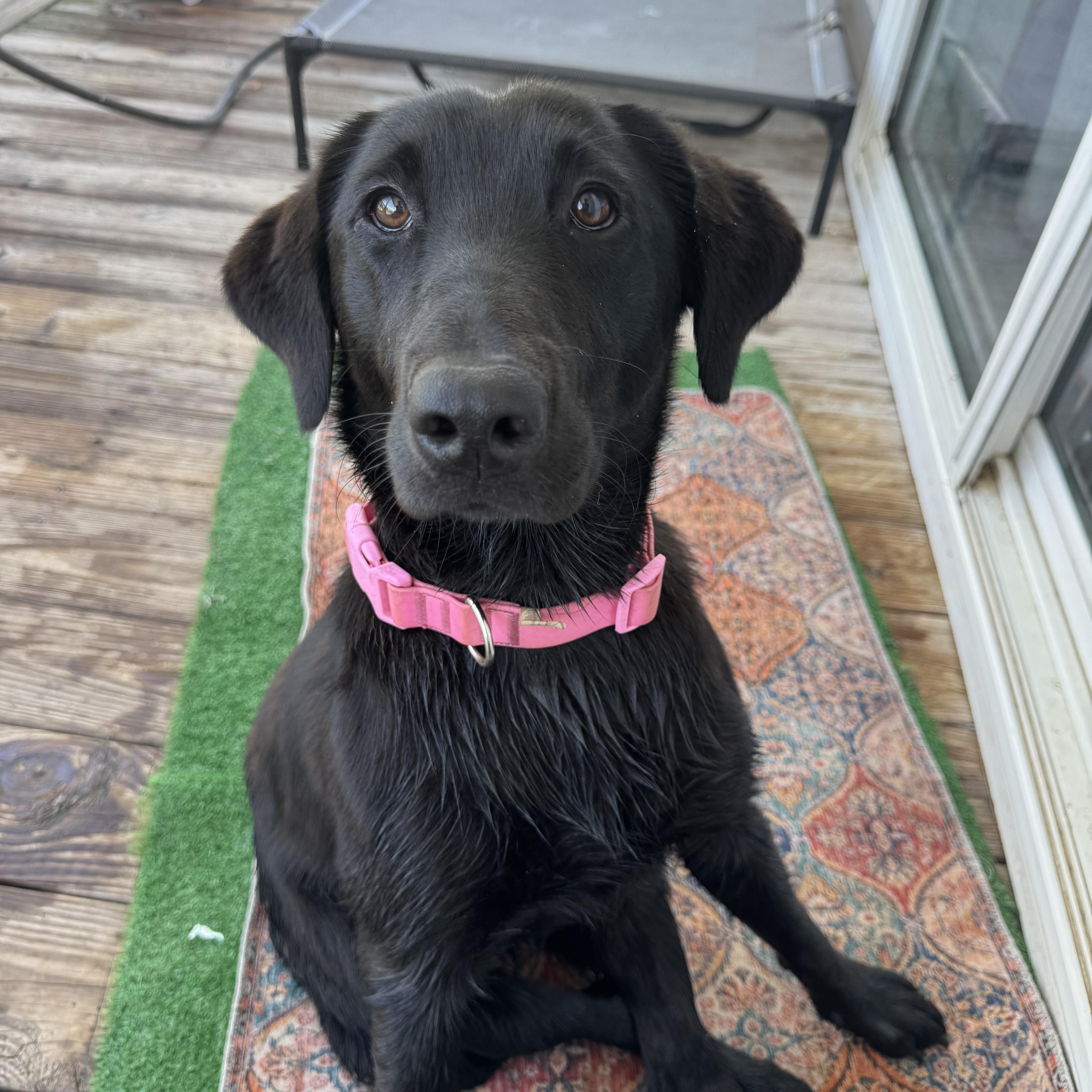 Sadie