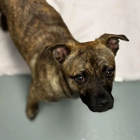 A young small-sized female Brown / Chocolate Mixed Breed dog named Structured Settlement for adoption in Davenport, IA