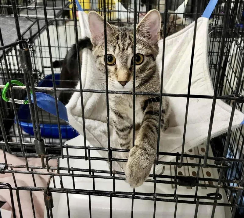 Elysianbonded To Hazy thumbnail 2