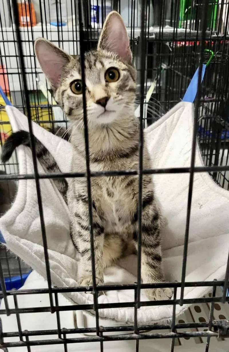 Elysianbonded To Hazy thumbnail 3