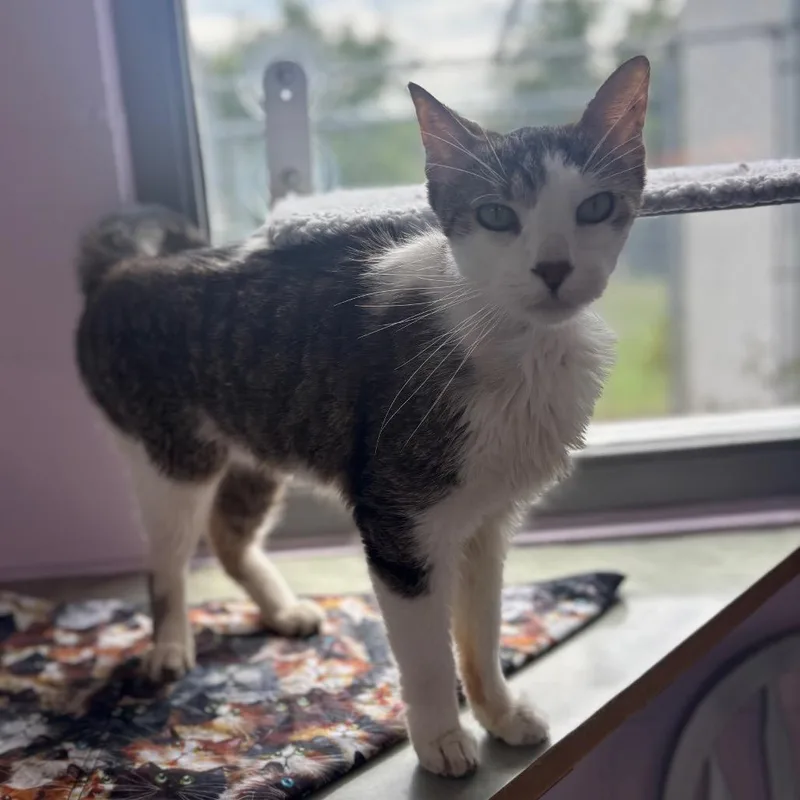 A senior medium-sized male Black Domestic Short Hair cat named Judd for adoption in Marshalltown, IA