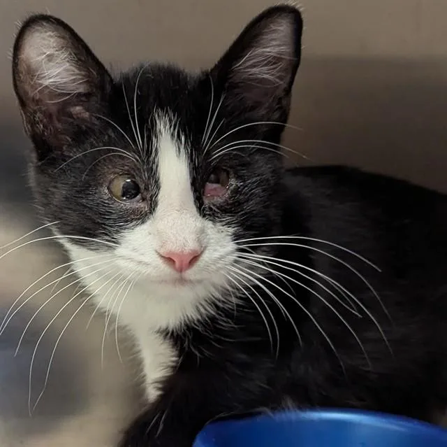 A baby small-sized male Domestic Short Hair cat named Galaxy Quest for adoption in Olivette, MO