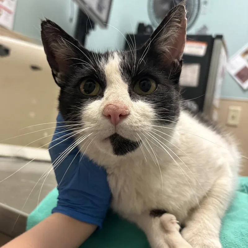 A senior large-sized male Black Domestic Short Hair cat named Stark for adoption in Tacoma, WA