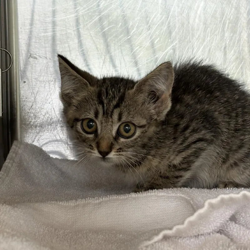 A baby small-sized female Gray / Blue / Silver Domestic Short Hair cat named Tortilla for adoption in Asheville, NC