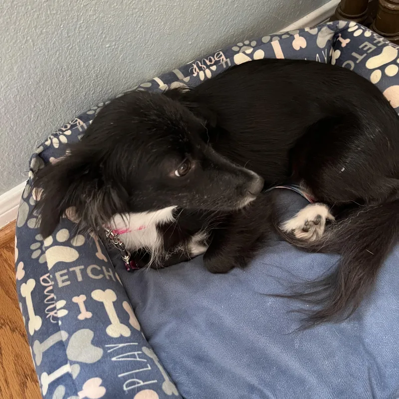 An adult small-sized female Black Dachshund dog named Kaisley ORThw for adoption in Missouri City, TX