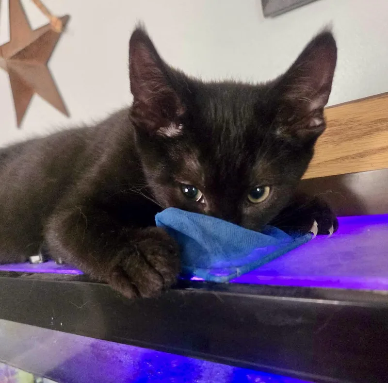 A baby medium-sized male Black Domestic Short Hair cat named Frankie for adoption in East Amherst, NY