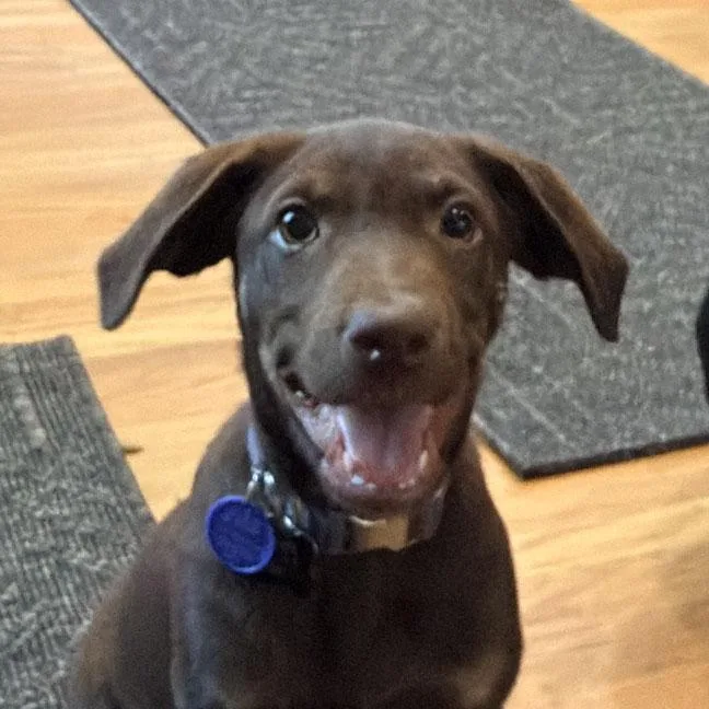 A baby large-sized female Labrador Retriever dog named Misty for adoption in Concord, CA
