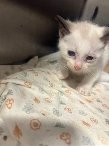 A baby small-sized female Domestic Short Hair cat named Snowflake for adoption in San Martin, CA