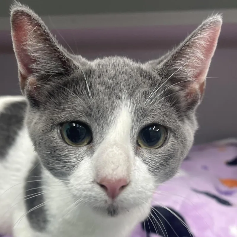A baby small-sized female Gray / Blue / Silver Domestic Short Hair cat named Junie for adoption in Newark, NJ