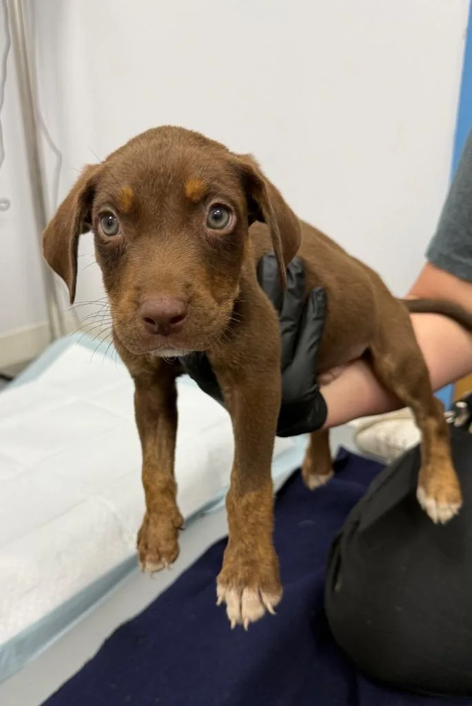 A baby medium-sized male Doberman Pinscher dog named Knox for adoption in Hartsville, SC