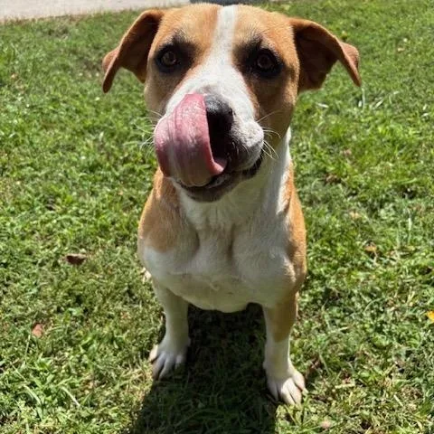 An adult large-sized female Yellow / Tan / Blond / Fawn Pit Bull Terrier dog named Taffy for adoption in Dinwiddie, VA