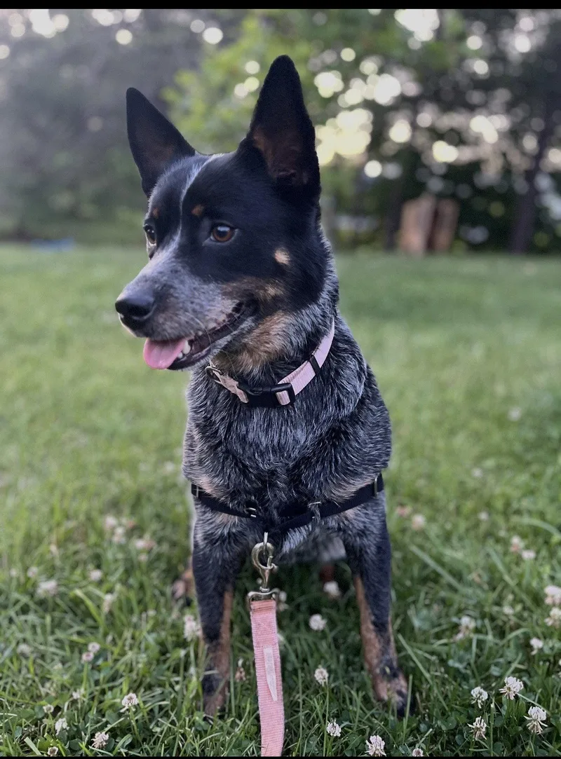 An adult medium-sized female Mixed Breed dog named Maya for adoption in Holly Springs, NC