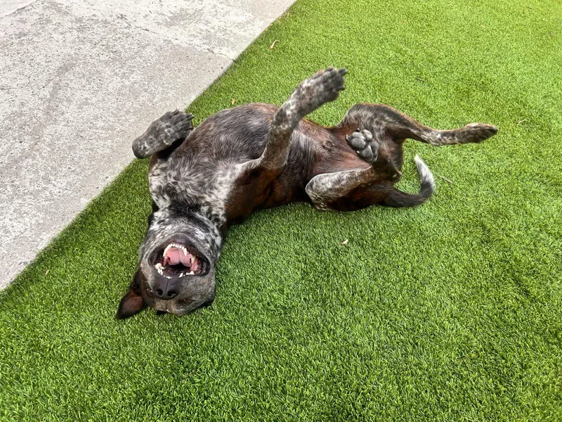 An adult large-sized male Cattle Dog dog named Moomoo for adoption in Los Angeles, CA