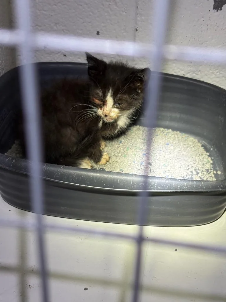 A baby small-sized male Domestic Short Hair cat named Itsy for adoption in Ada, OK