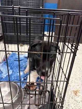 A baby small-sized male Mixed Breed dog named Captain Underpants for adoption in Atlanta, GA