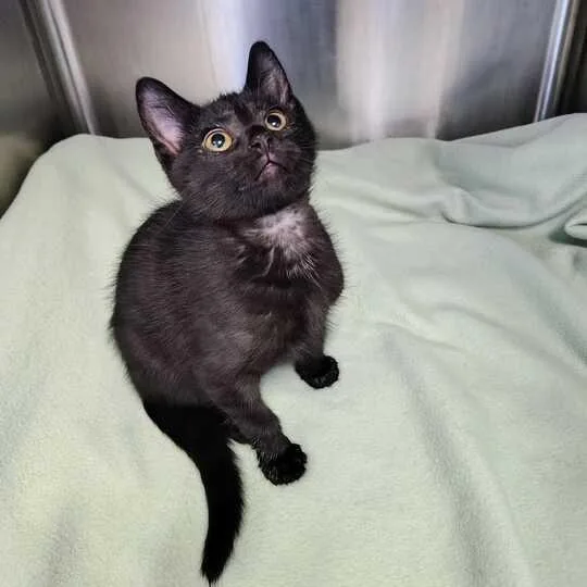 A baby small-sized female Black Domestic Short Hair cat named Biggie for adoption in Davenport, IA