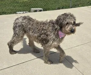 Lucy thumbnail 3