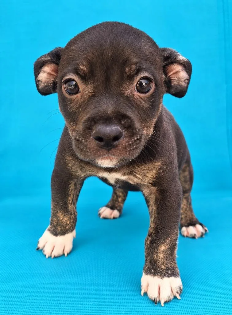 A baby small-sized male Mixed Breed dog named Milanos for adoption in St. Augustine, FL