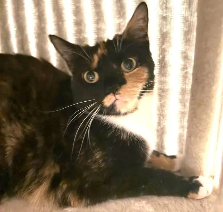 An adult small-sized female Domestic Short Hair cat named Autumn for adoption in Ferndale, NY
