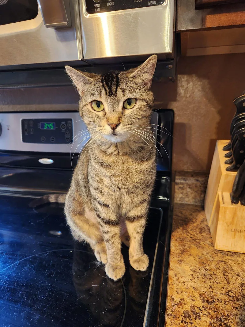 An adult medium-sized female Domestic Short Hair cat named Veya for adoption in Phoenix, AZ