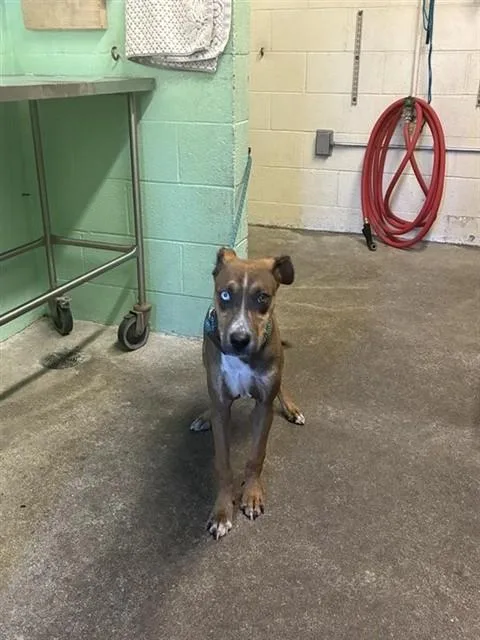 A young small-sized male Pit Bull Terrier dog named Rodger for adoption in Sacramento, CA