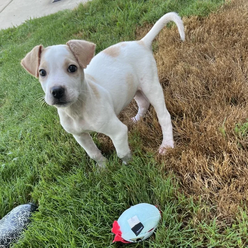 A baby medium-sized male Apricot / Beige Hound dog named Jupiter for adoption in Paramus, NJ