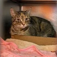 An adult medium-sized female Black Domestic Short Hair cat named Prudence for adoption in Rapid City, SD