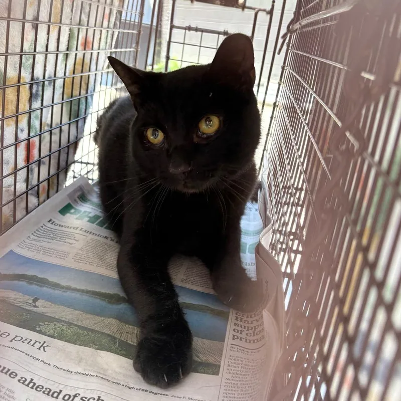 A young large-sized male Black Domestic Short Hair cat named Bruno for adoption in Philadelphia, PA