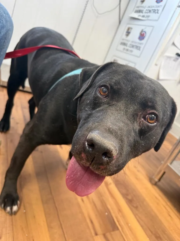 An adult large-sized male Staffordshire Bull Terrier dog named Tom for adoption in Fayetteville, TN