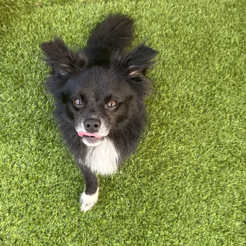 Koda