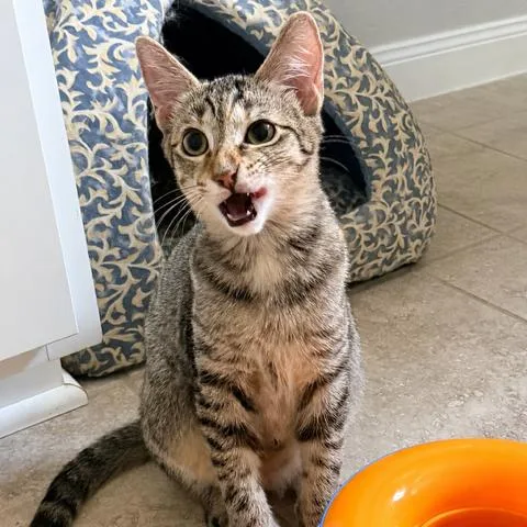 A baby small-sized female Brown / Chocolate Domestic Short Hair cat named Tru for adoption in Houston, TX