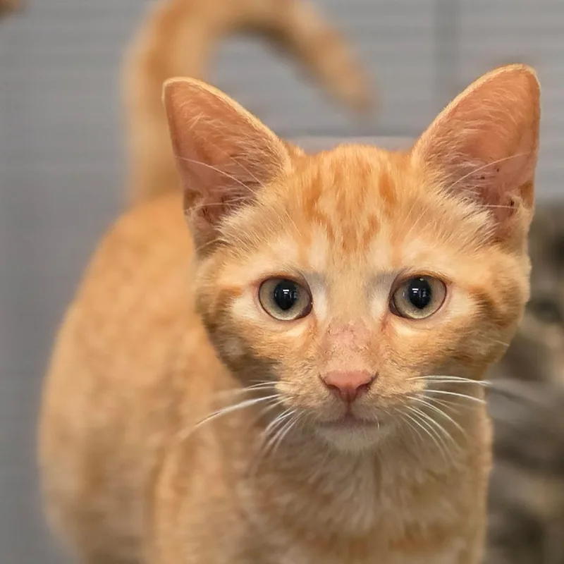 A baby small-sized male Orange / Red Domestic Short Hair cat named Gavin for adoption in Muncie, IN