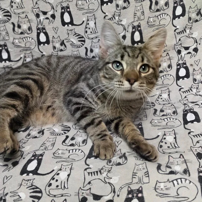 A baby medium-sized male Tabby (Brown / Chocolate) Domestic Short Hair cat named Zack for adoption in Graham, WA