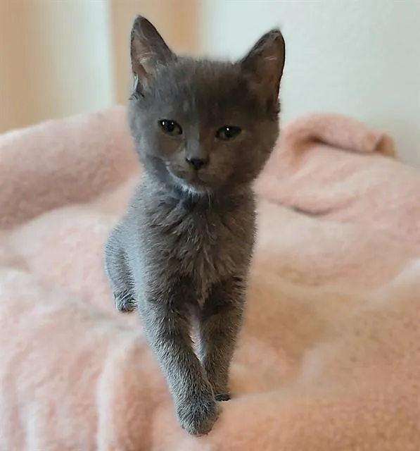 A baby small-sized female Domestic Short Hair cat named Kay for adoption in Sacramento, CA