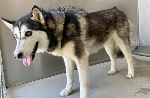 A young medium-sized female Siberian Husky dog named Puddin for adoption in Lancaster, CA