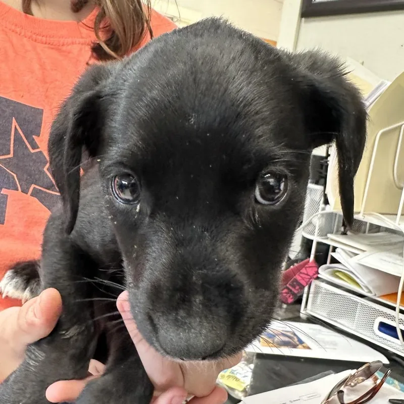 A young small-sized male Black Labrador Retriever dog named Chief for adoption in Jacksonville, AR