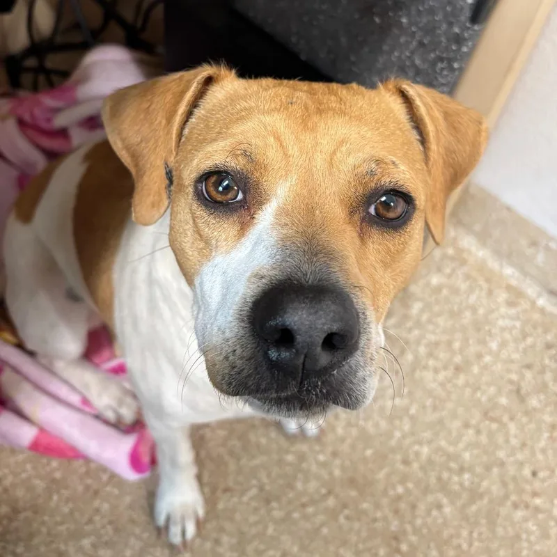 Butterscotch thumbnail 2