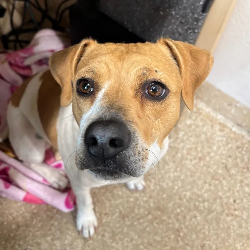 Butterscotch thumbnail 3