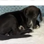 A baby medium-sized female Black Labrador Retriever dog named Baker for adoption in Tampa, FL