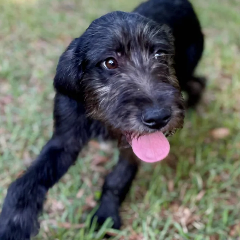 A young large-sized female Irish Wolfhound dog named Pixie for adoption in Enfield, CT