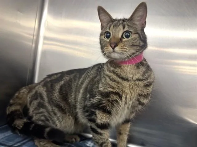 An adult small-sized female Domestic Short Hair cat named Kiki for adoption in Saint Louis, MO