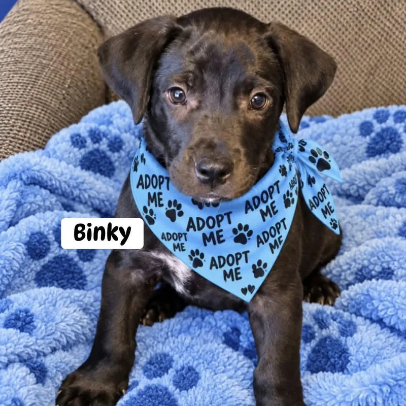 A baby medium-sized male Black Mixed Breed dog named Binky for adoption in Brewton, AL